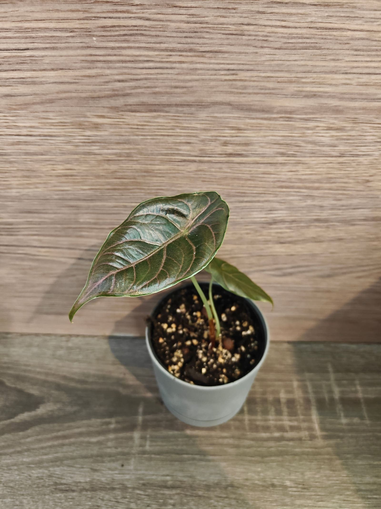 Alocasia Azlanii