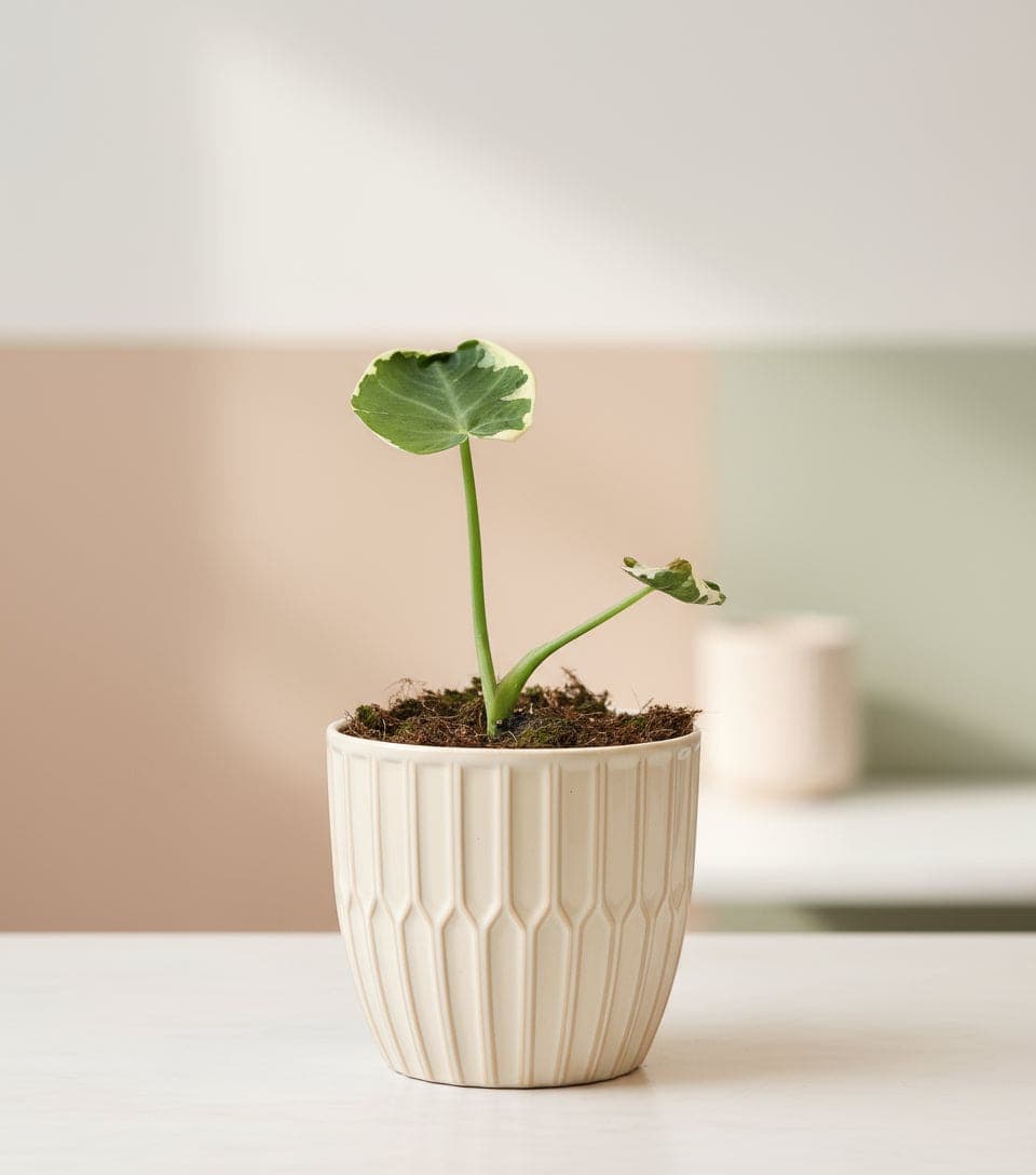 Alocasia mickey mouse