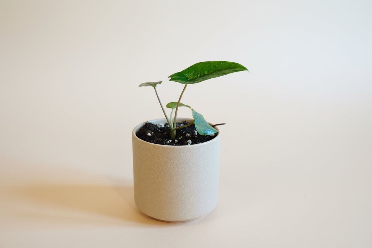 Alocasia scalprum