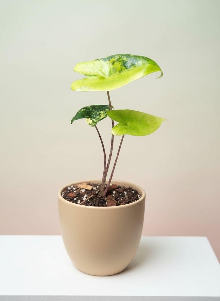 Alocasia zebrina aurea