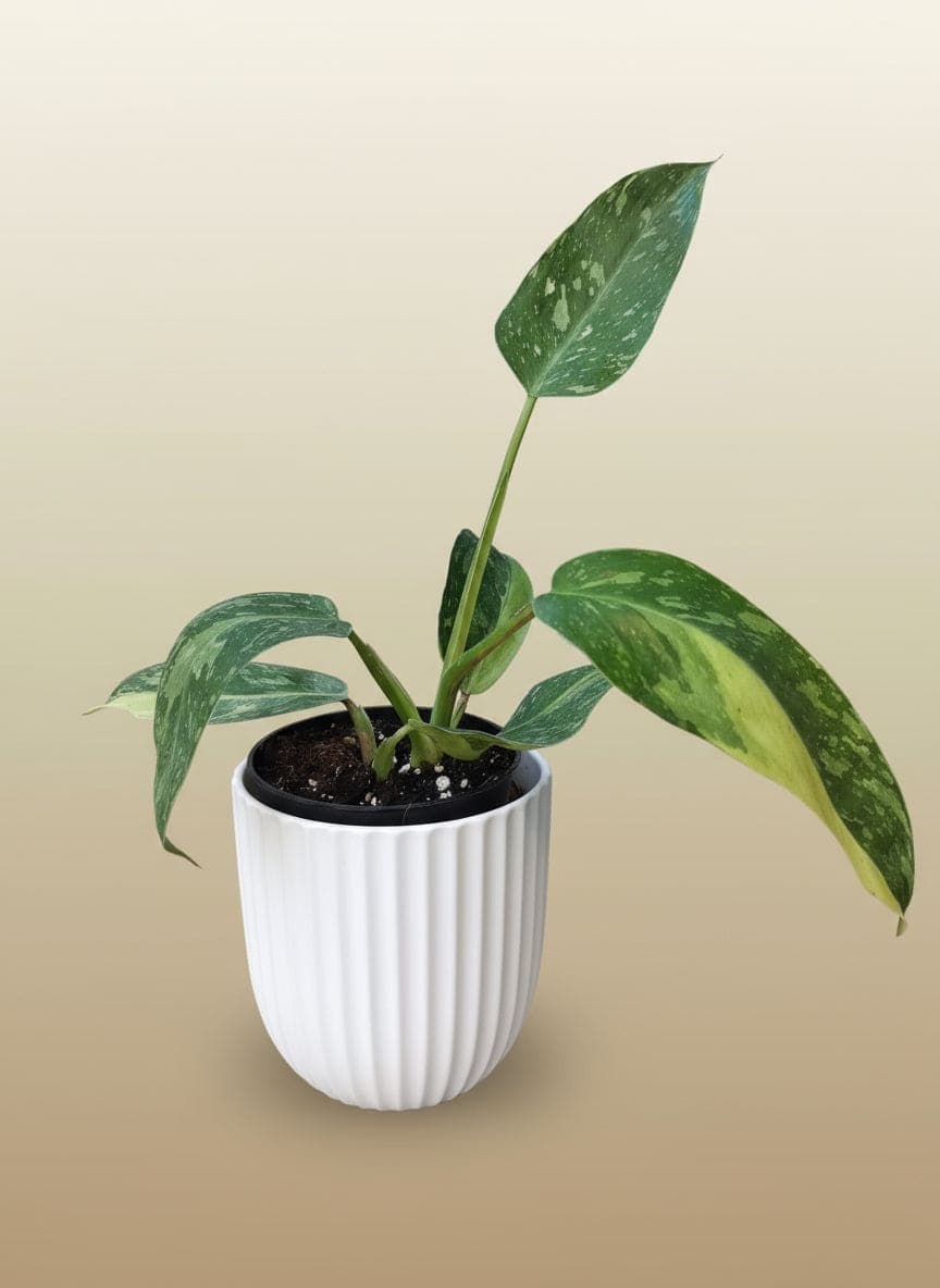 Philodendron José Buono