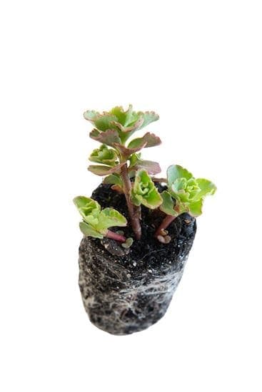 Bouton de sedum