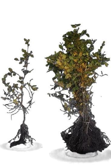 Carpinus betulus