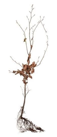 Fagus sylvatica