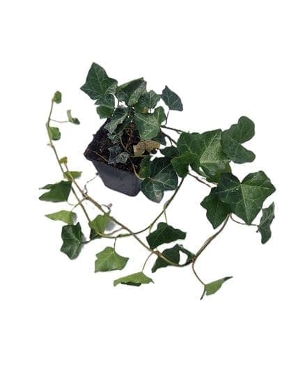Hedera hibernica