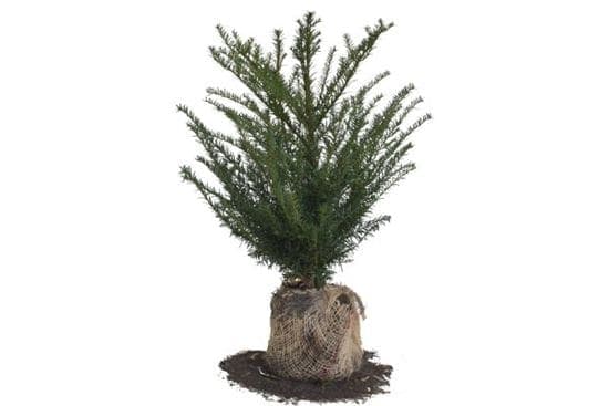 Taxus baccata