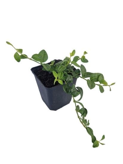 Vinca minor Alba