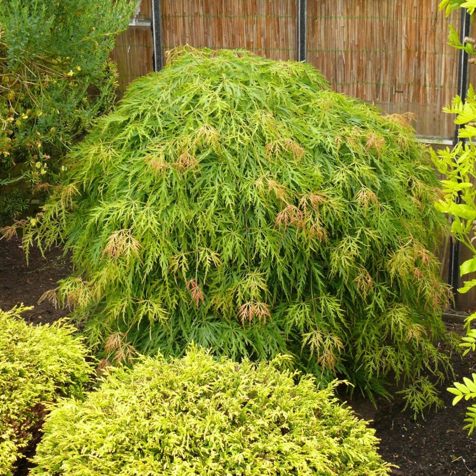 Acer palmatum 'Dissectum'