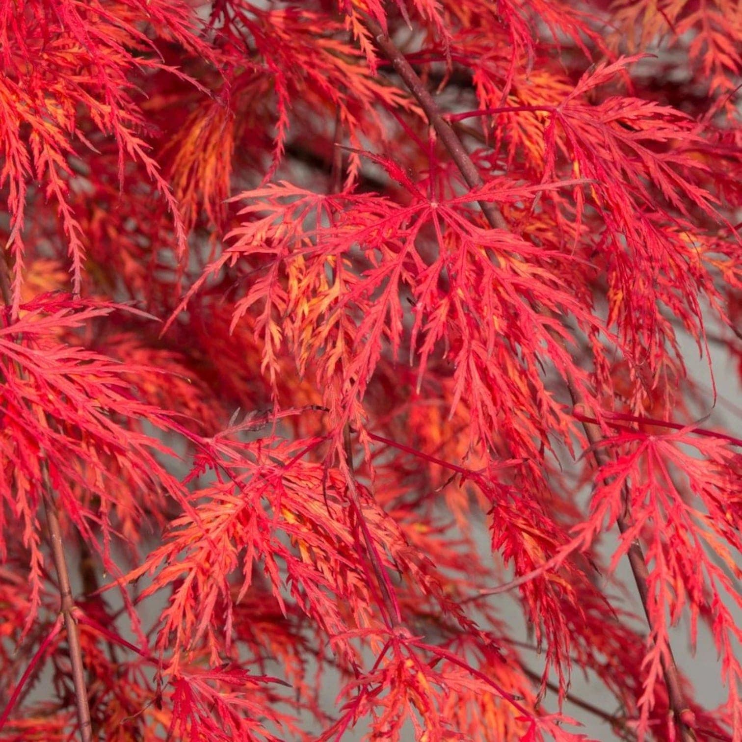 Acer palmatum 'Emerald Lace'
