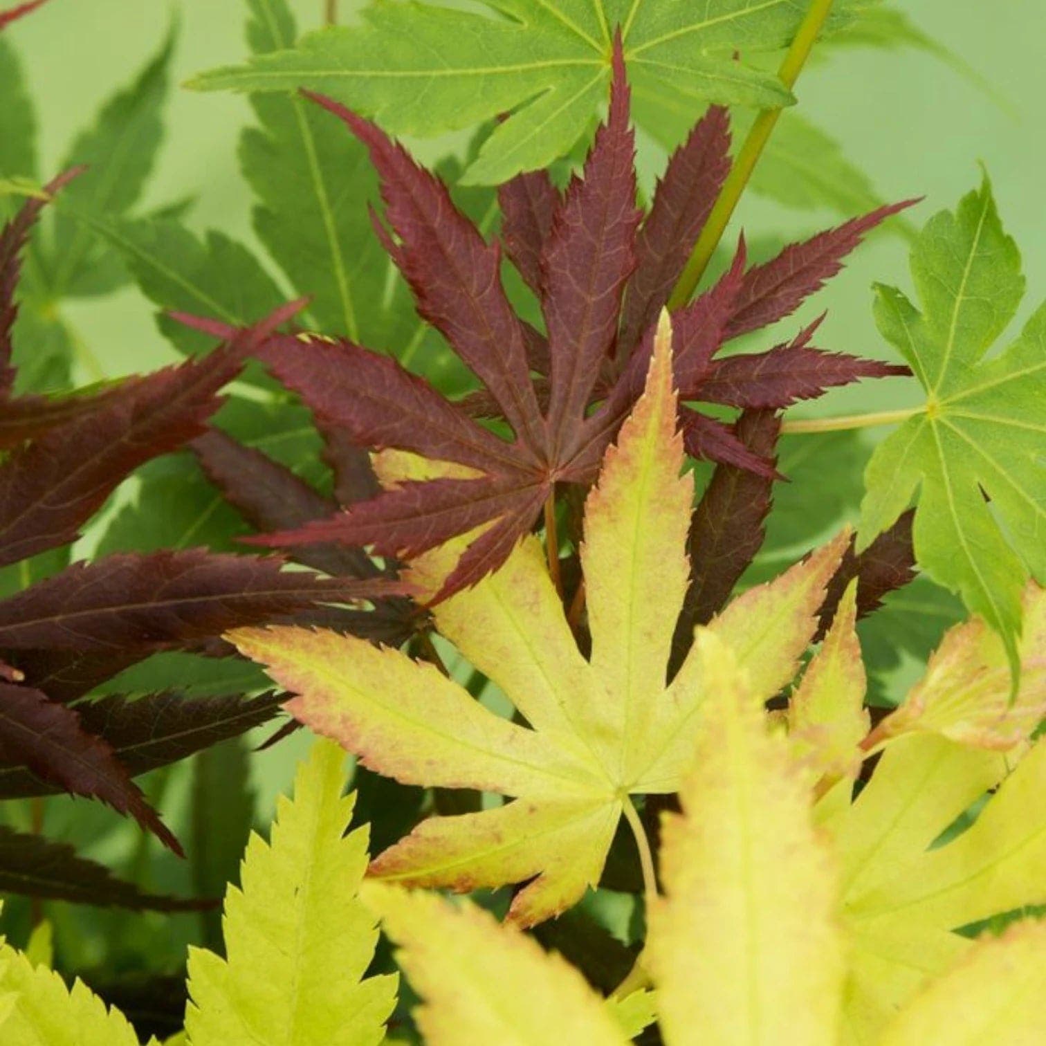 Acer palmatum 'Festival'