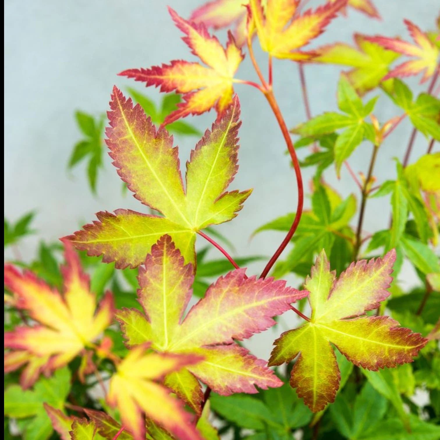 Acer palmatum 'Little Princess'