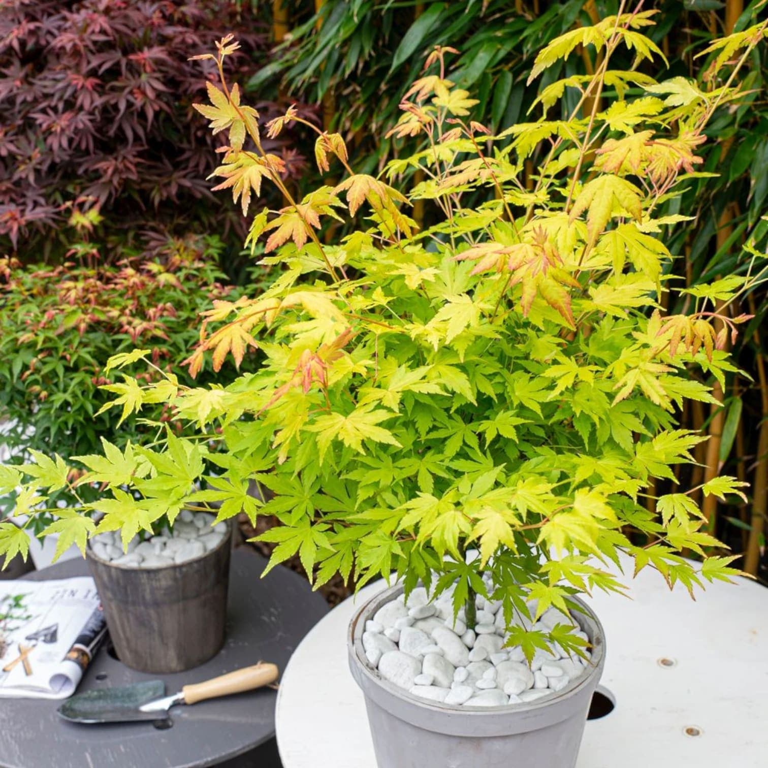 Acer palmatum 'Orange Dream'