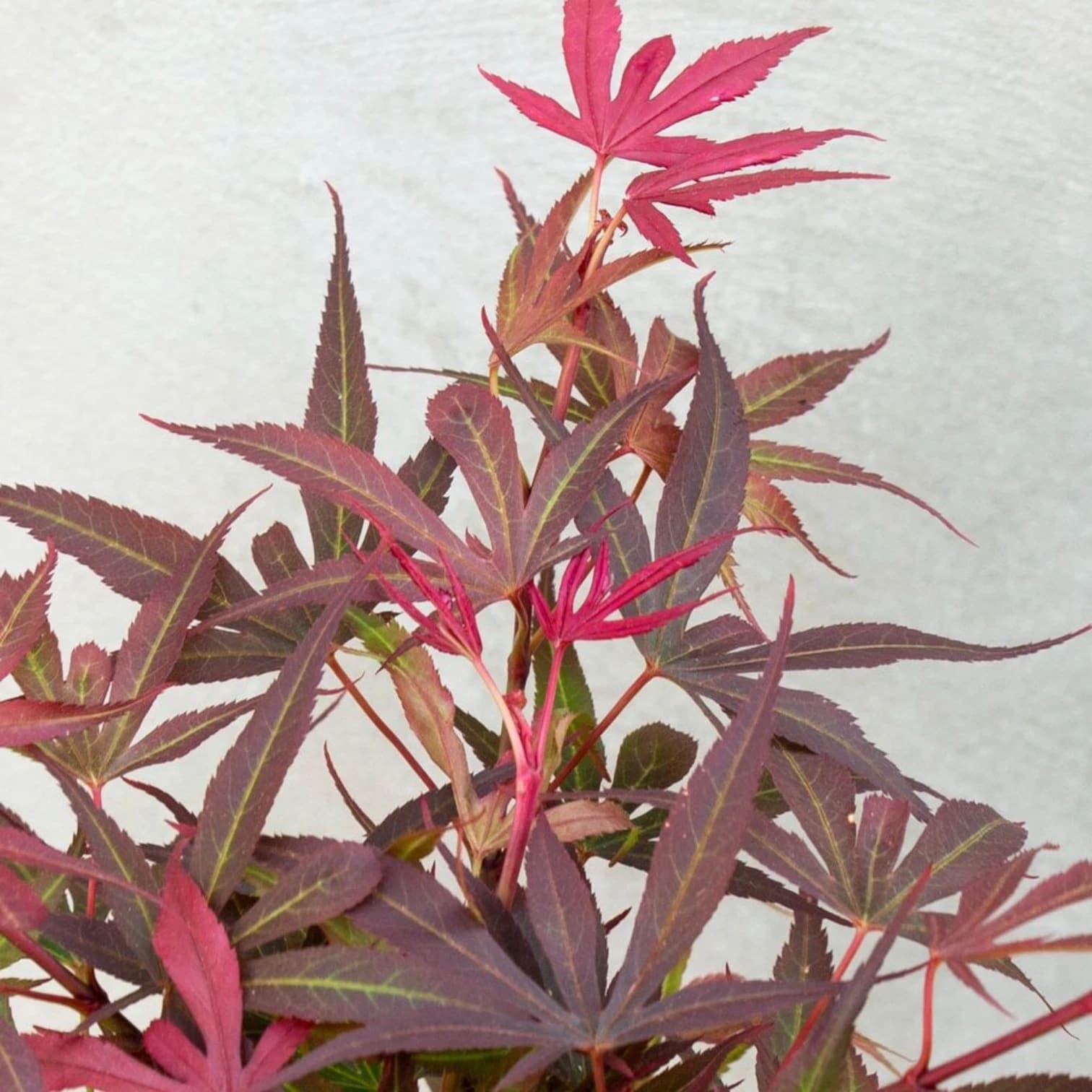 Acer palmatum 'Shaina'