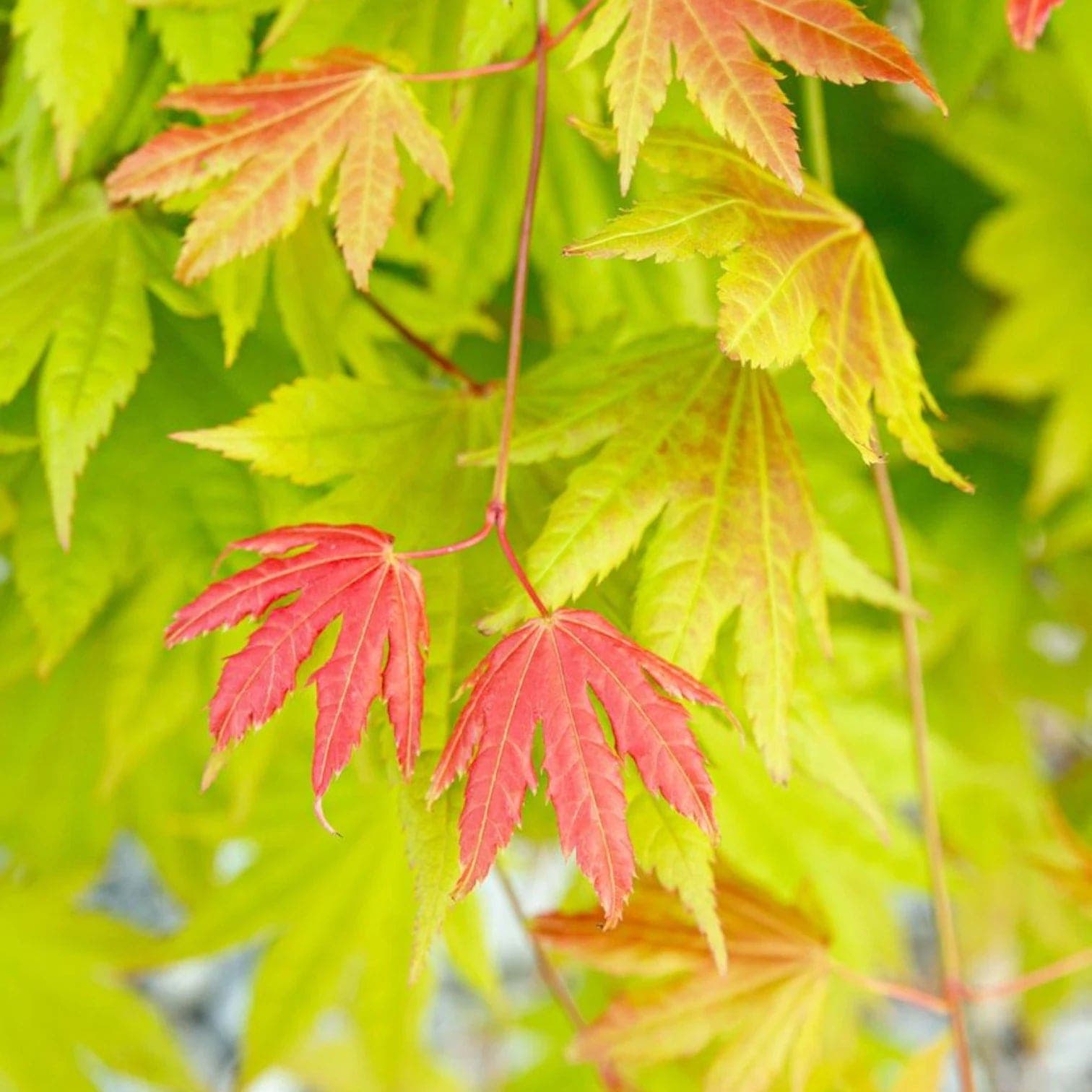 Acer shirasawanum 'Moonrise'