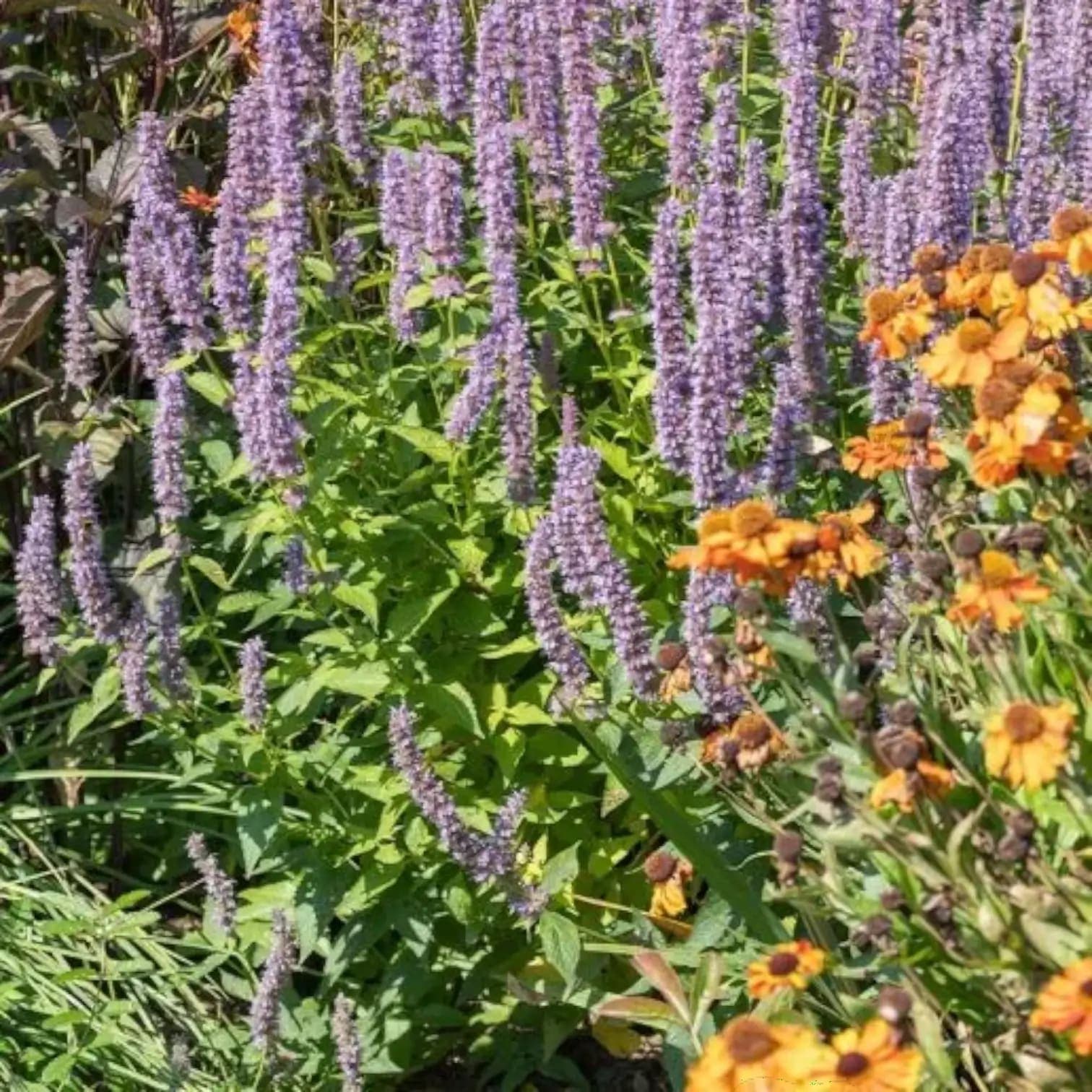 Agastache 'Blue Fortune'