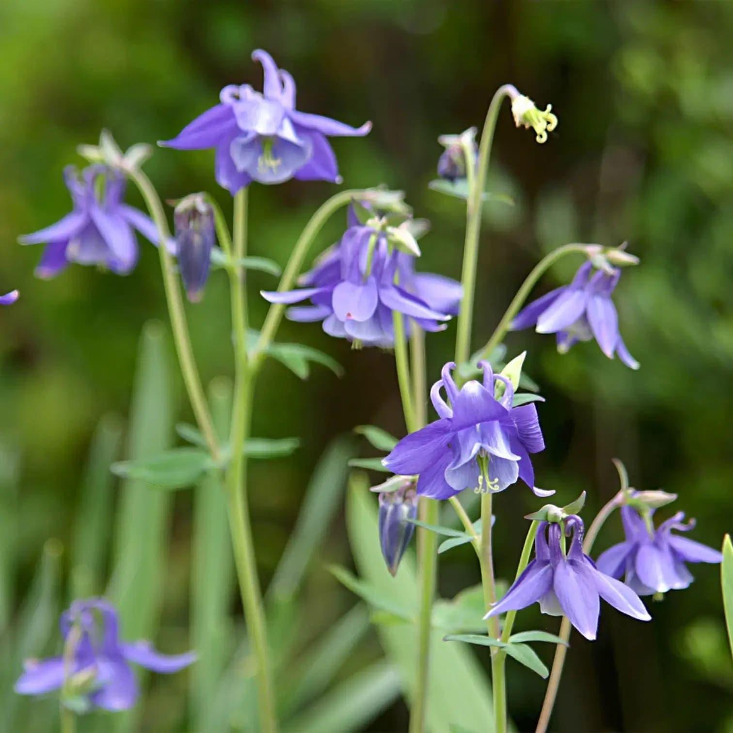 Aquilegia caerulea 'Spring Magic Blue & White'