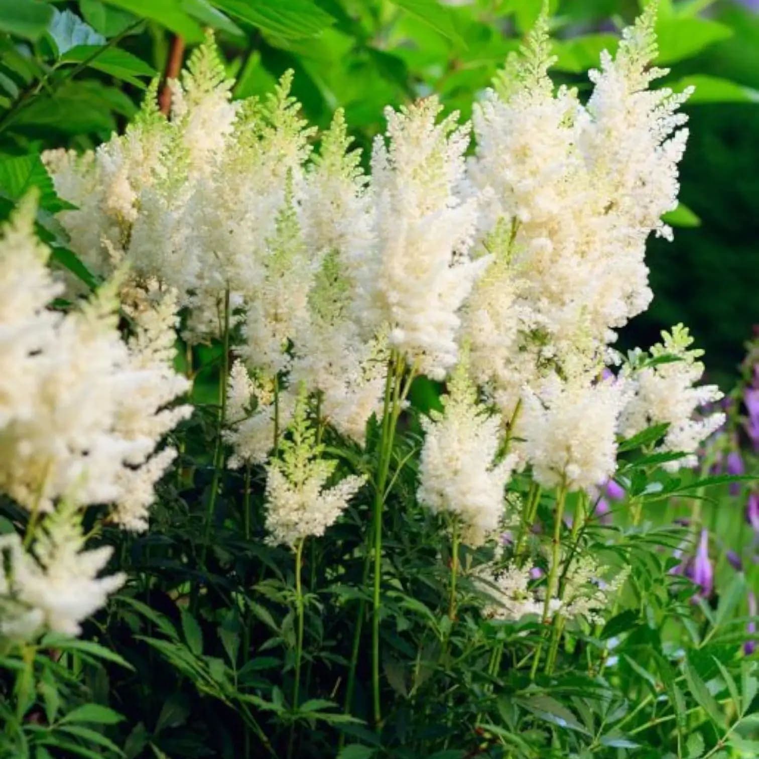 Astilbe × arendsii 'Astary White'