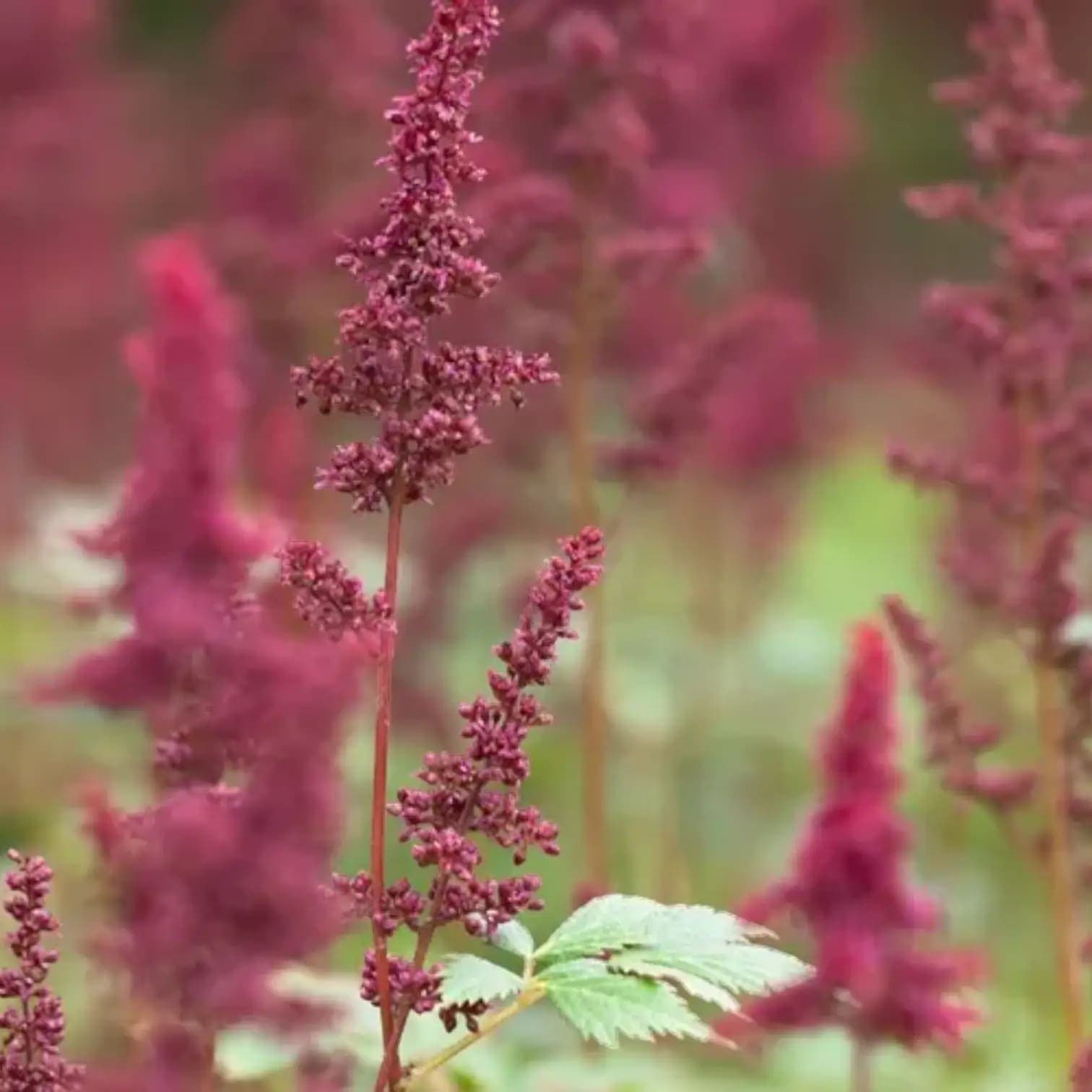 Astilbe × arendsii 'Fanal'