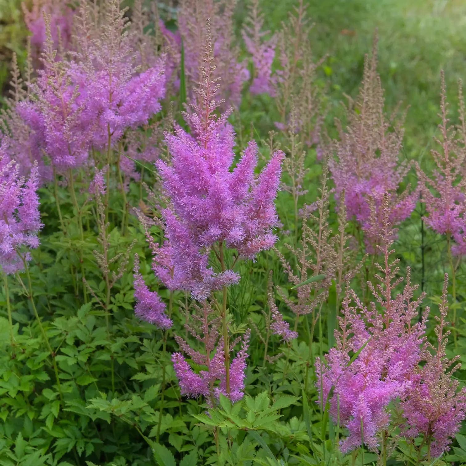 Astilbe chinensis 'Pumila'