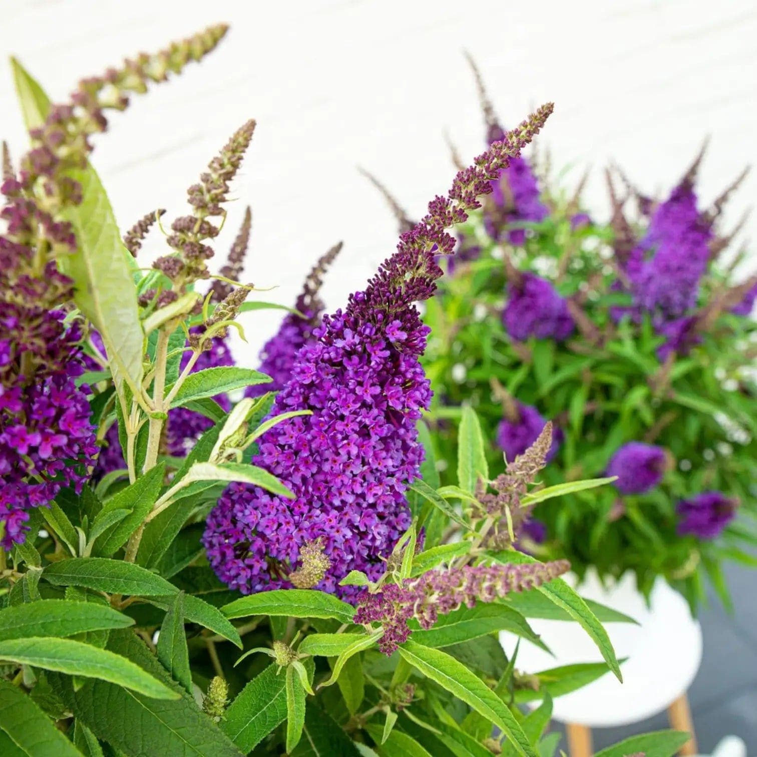 Buddleja davidii Butterfly Candy 'Little Purple'