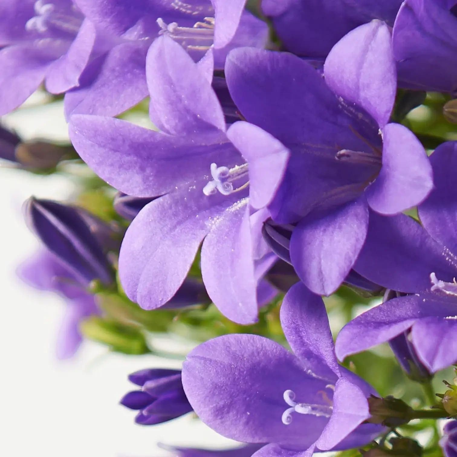 Campanula portenschlagiana Ambella Intense Purple