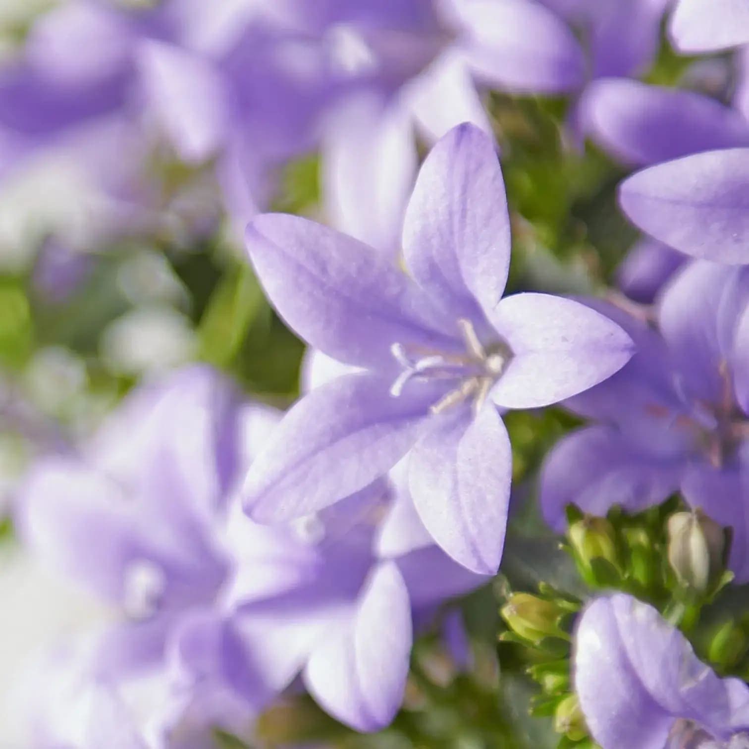 Campanula portenschlagiana Ambella Lavender