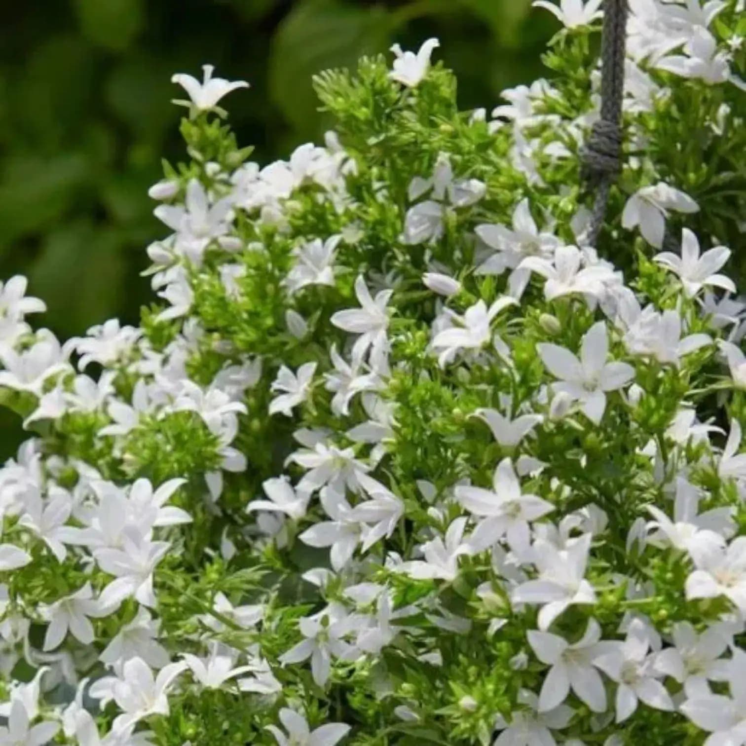 Campanula portenschlagiana Ambella White