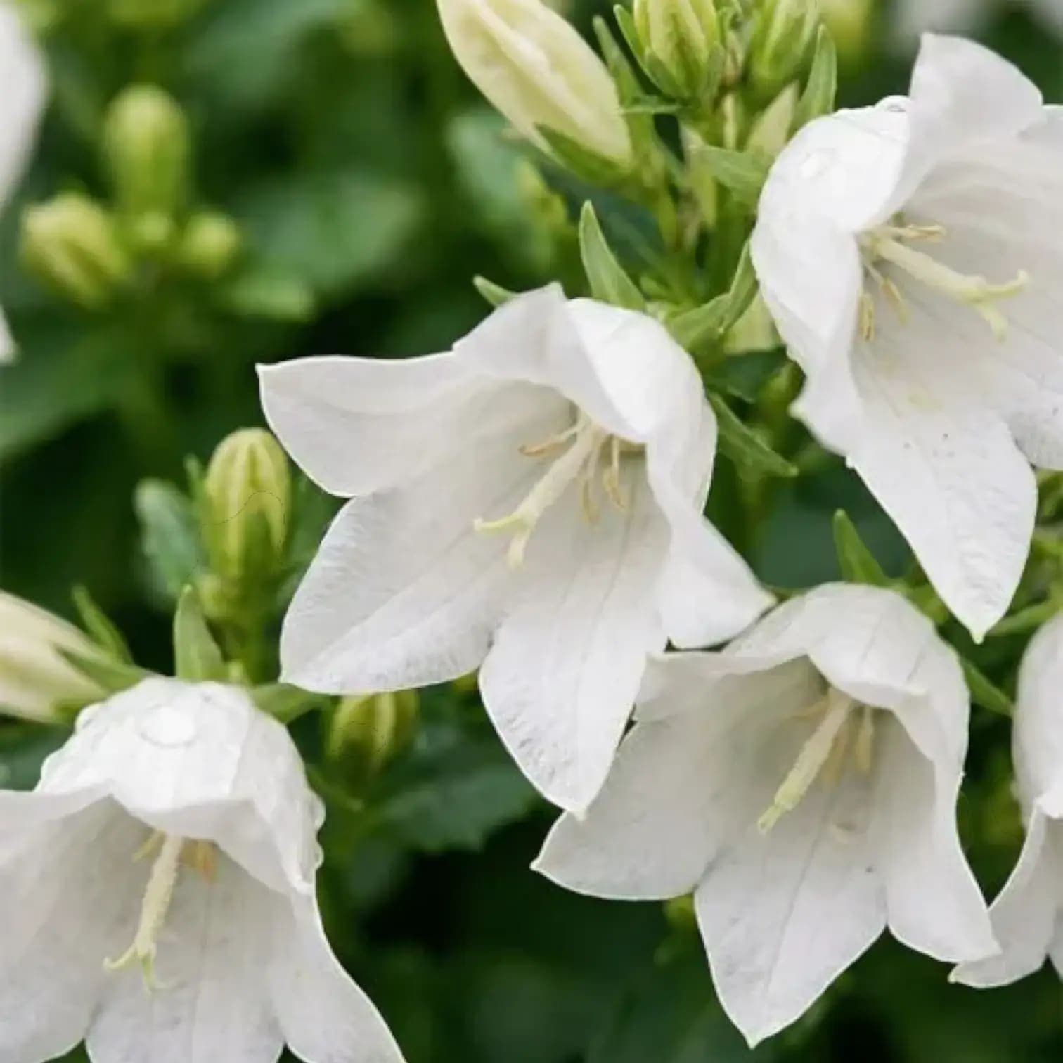 Campanula carpatica 'Weisse Clips'