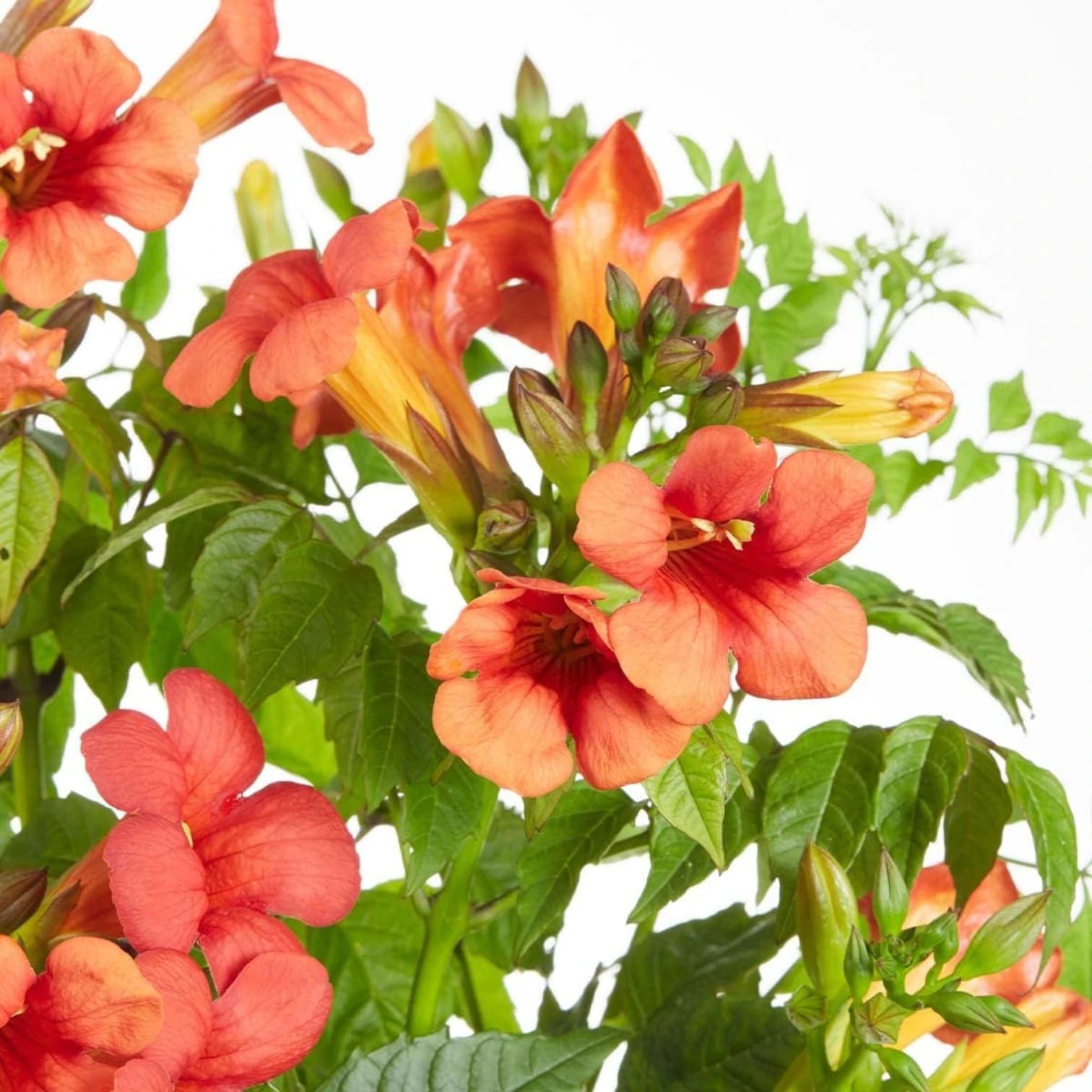 Campsis radicans 'Flamenco'