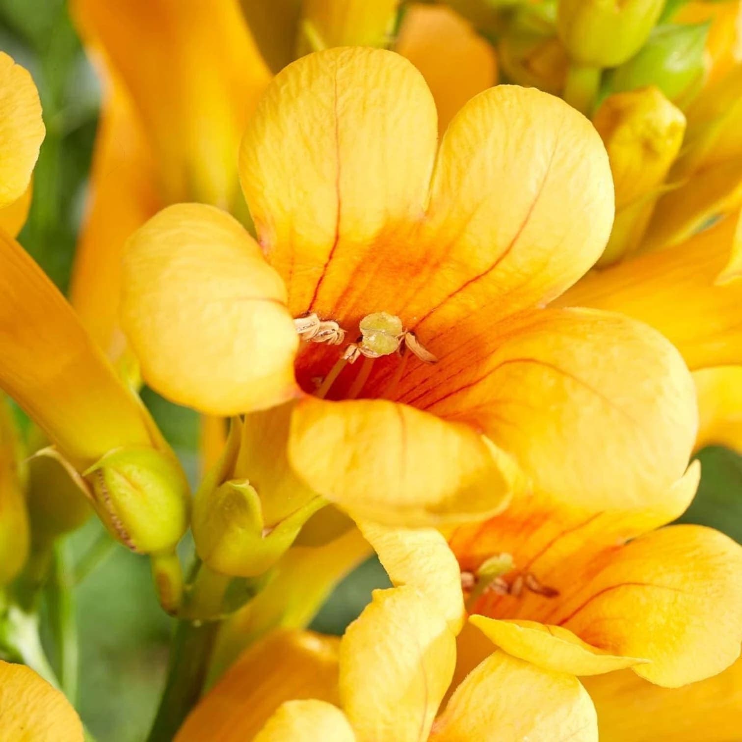 Campsis × tagliabueana 'Golden Trumpet'