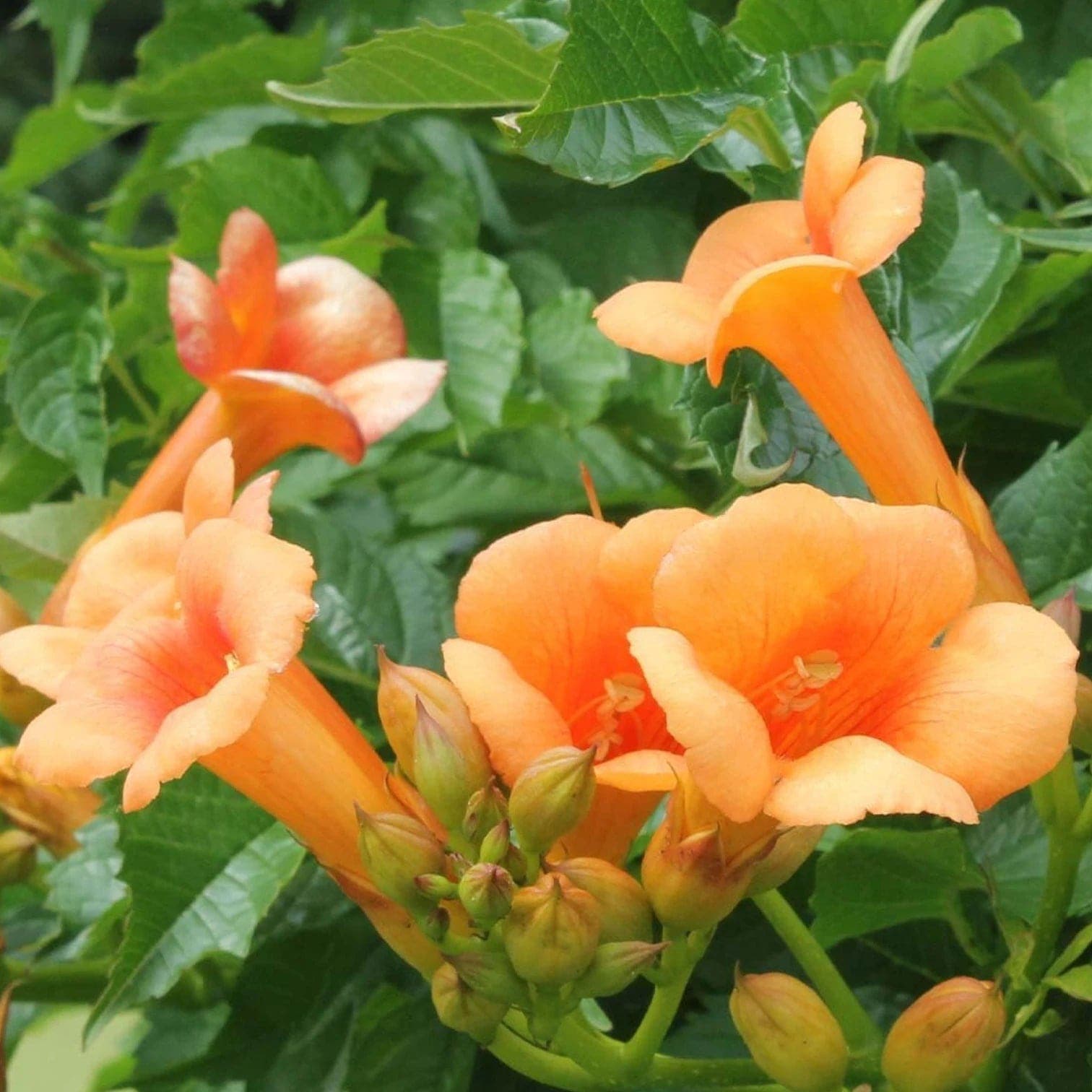 Campsis × tagliabueana 'Madame Galen'