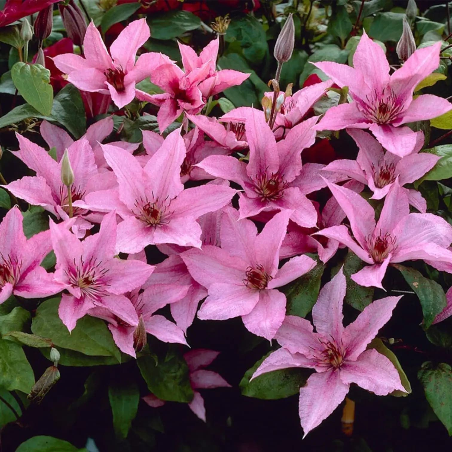 Clematis 'Hagley Hybrid'