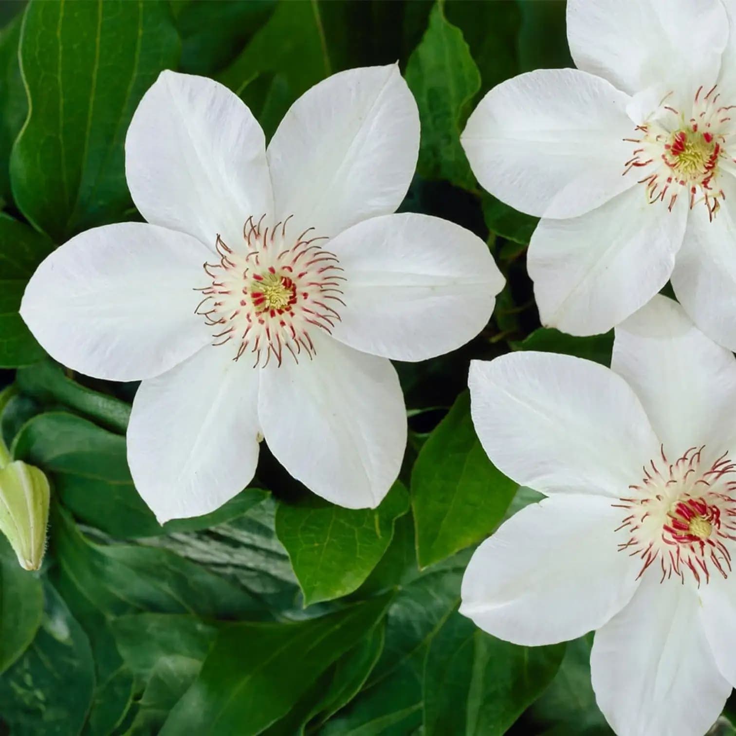 Clematis 'Miss Bateman'
