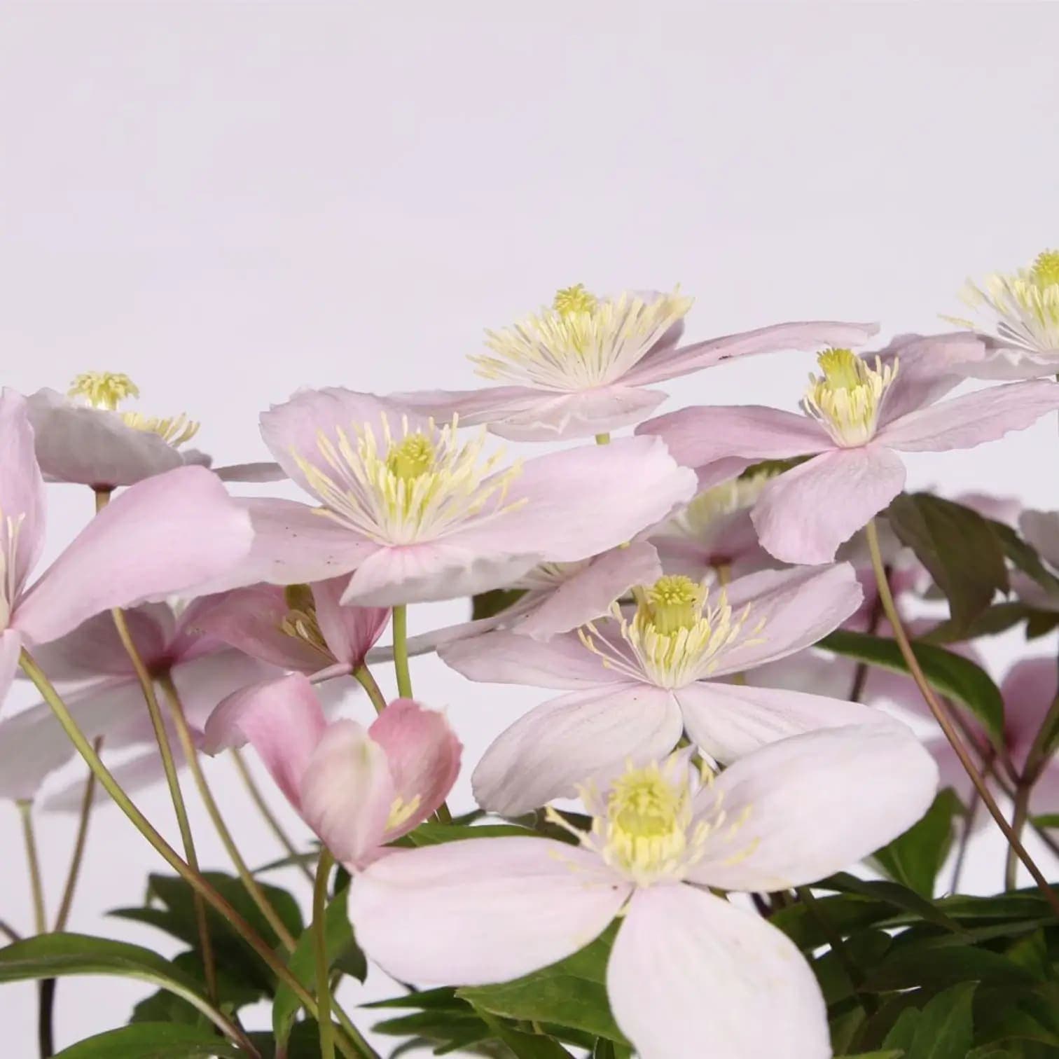 Clematis montana 'Rubens'