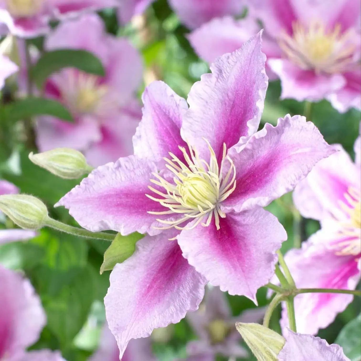 Clematis 'Piilu'