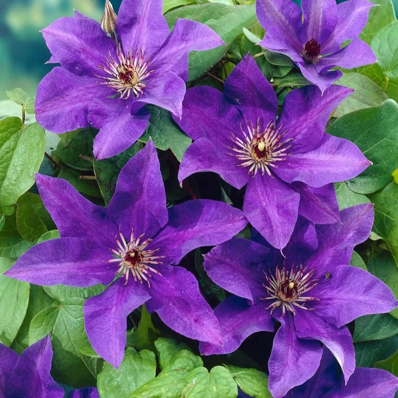 Clematis 'The President'