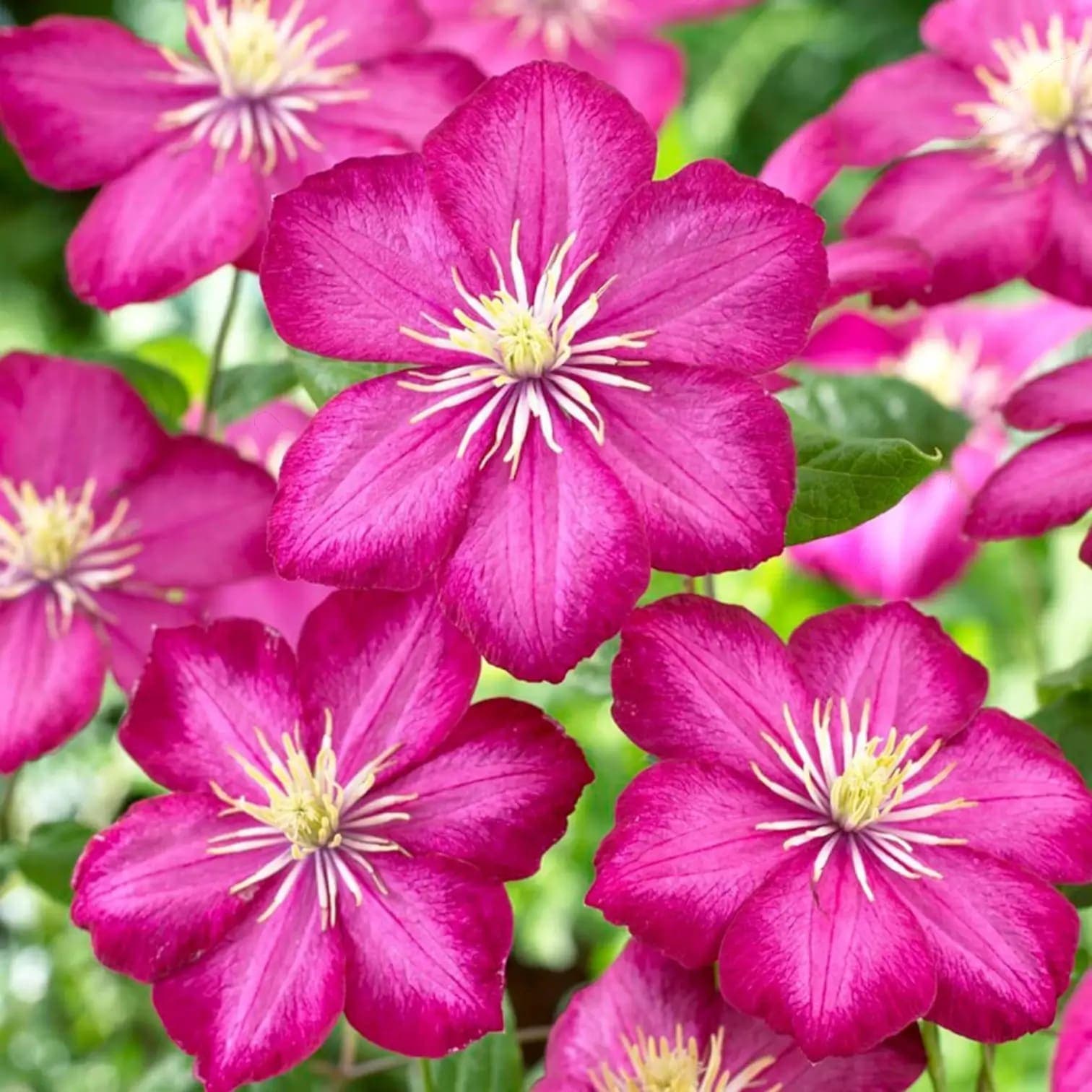 Clematis 'Ville de Lyon'