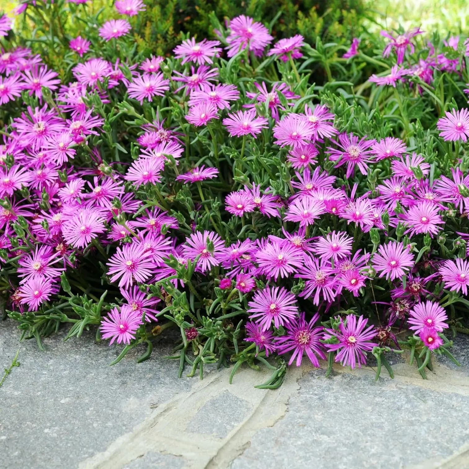 Delosperma cooperi 'Table Mountain'