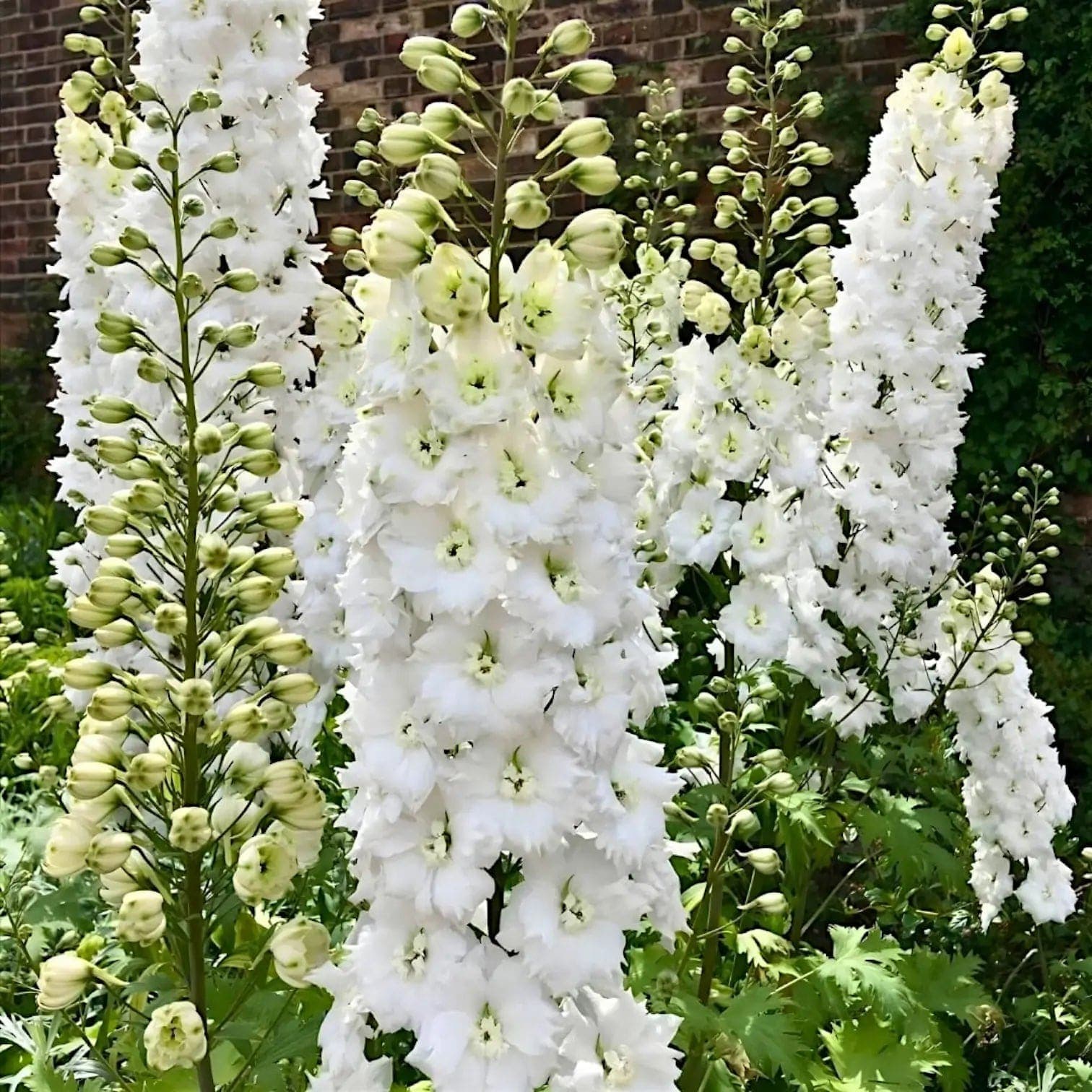 Delphinium 'Magic Fountains Pure White'