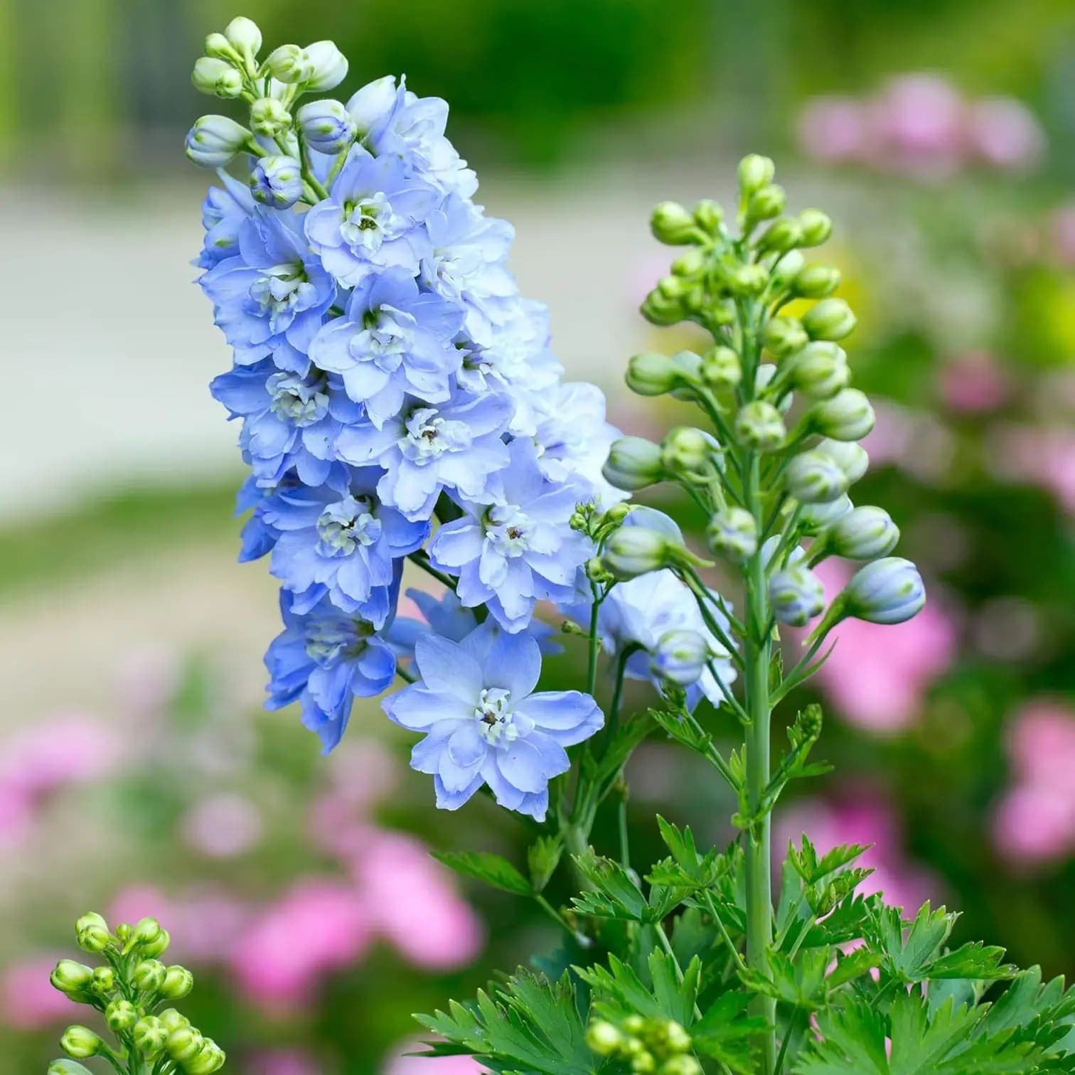 Delphinium 'Magic Fountains Sky Blue'