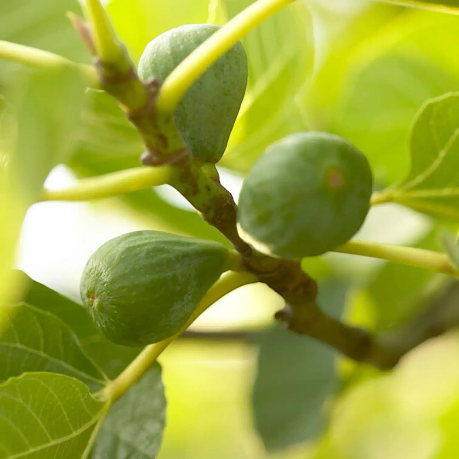 Ficus carica 'Brown Turkey'