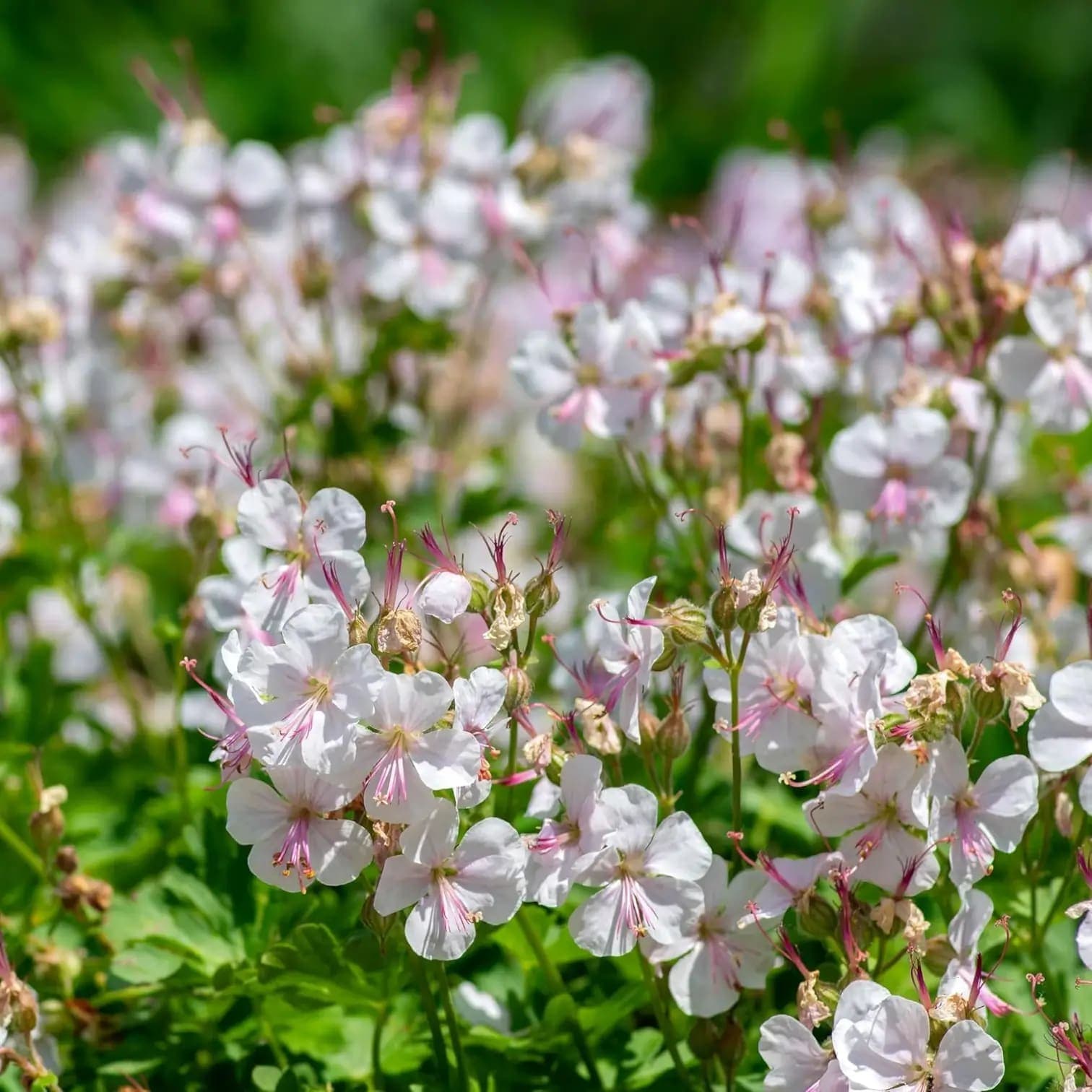 Geranium × cantabrigiense 'Biokovo'