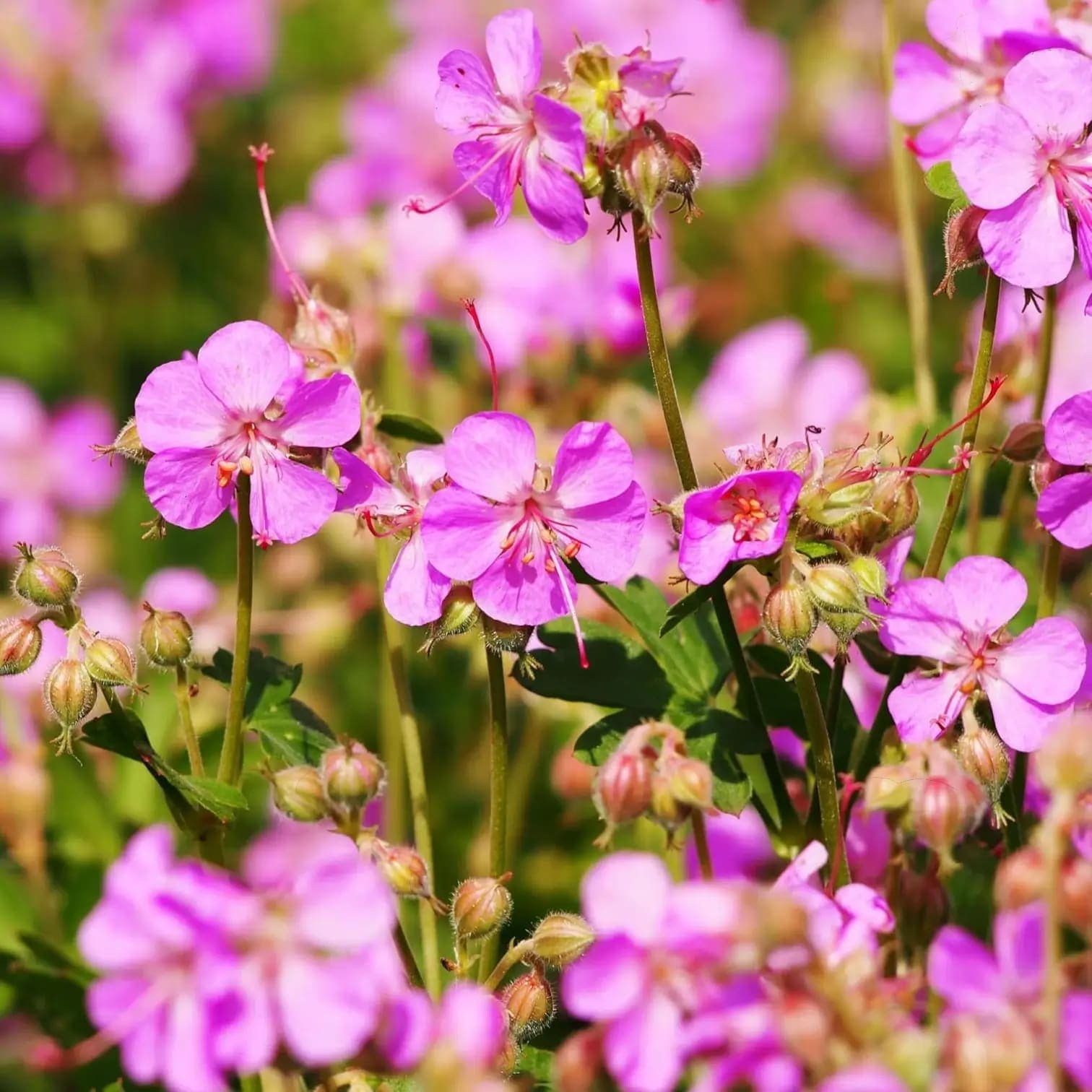 Geranium × cantabrigiense 'Cambridge'