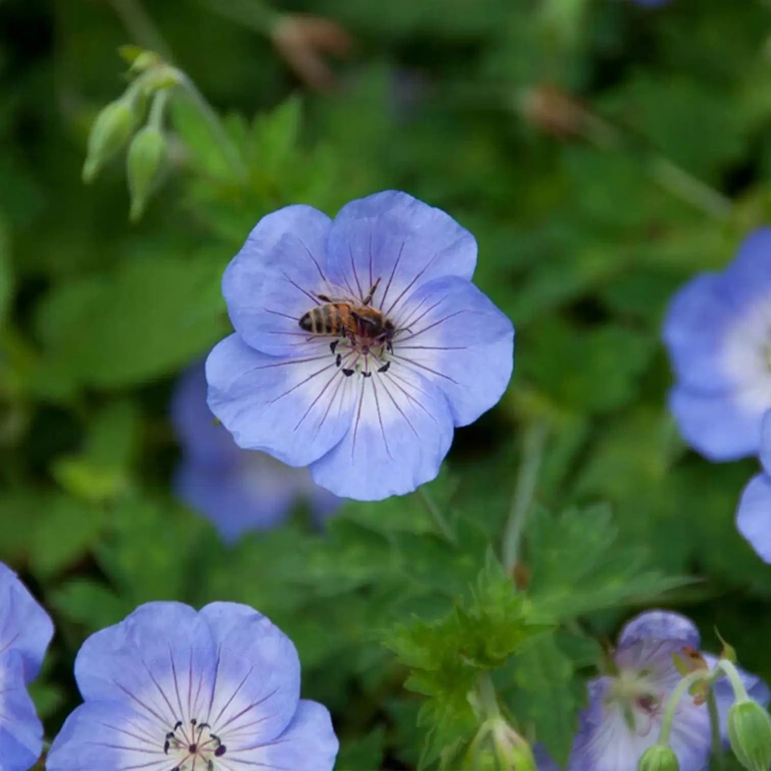 Geranium 'Johnson's Blue'