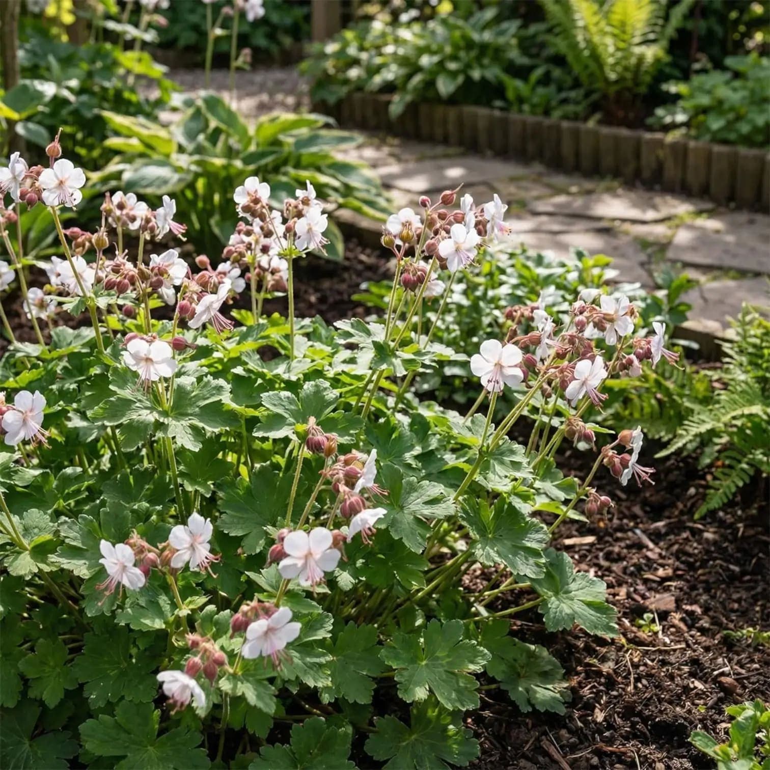 Geranium macrorrhizum 'Spessart'