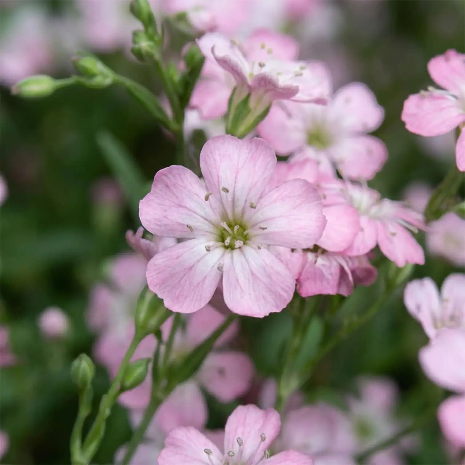 Gypsophila repens 'Rosea'