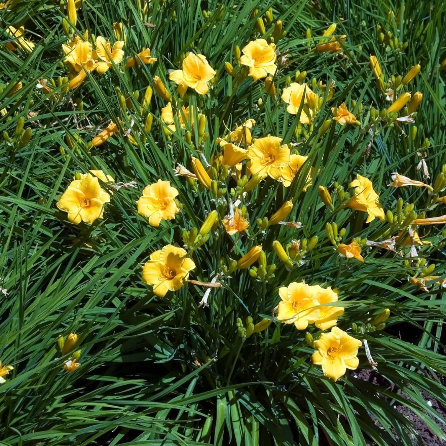 Hemerocallis 'Stella de Oro'