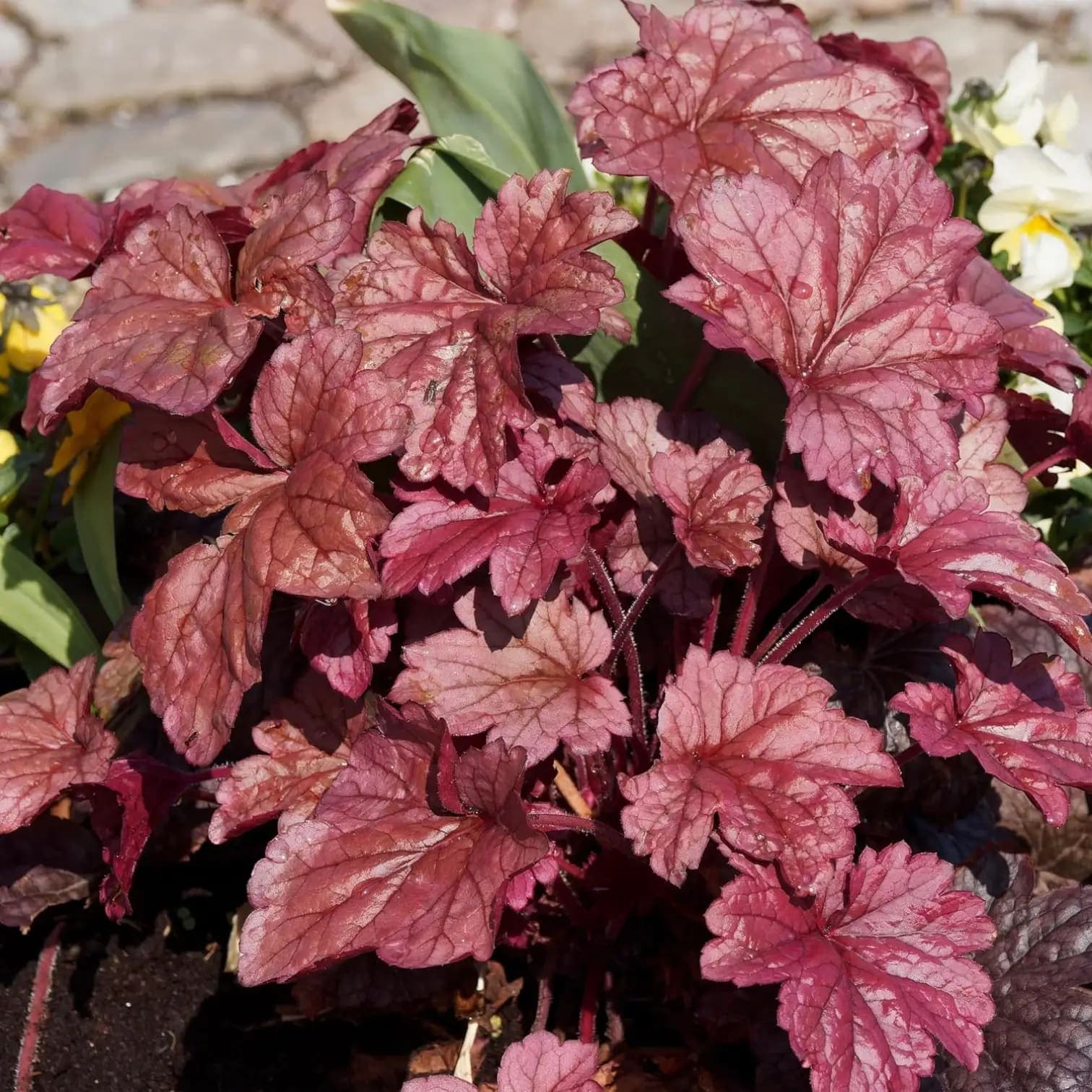 Heuchera micrantha 'Palace Purple'
