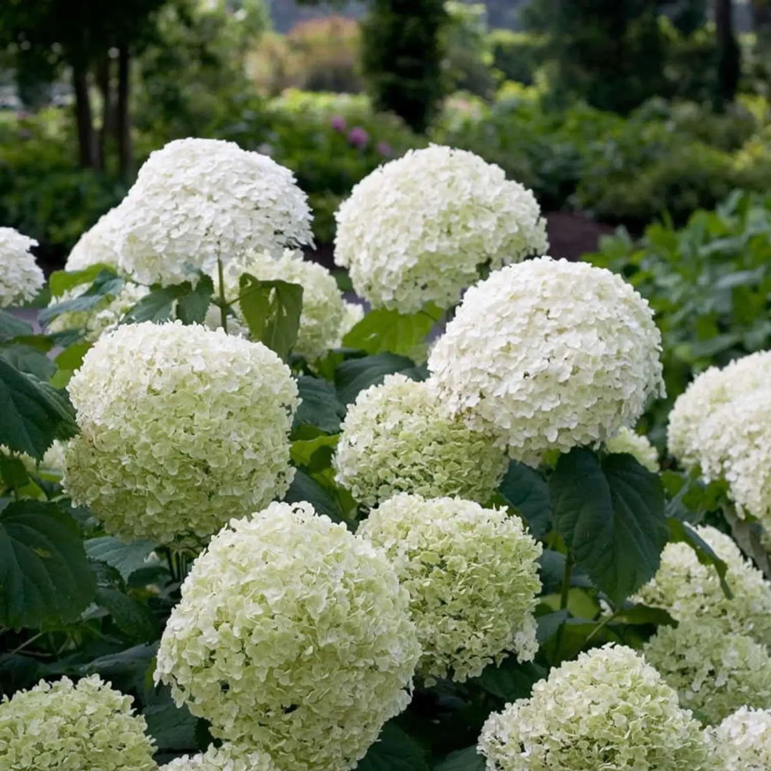 Hydrangea arborescens 'Strong Annabelle'