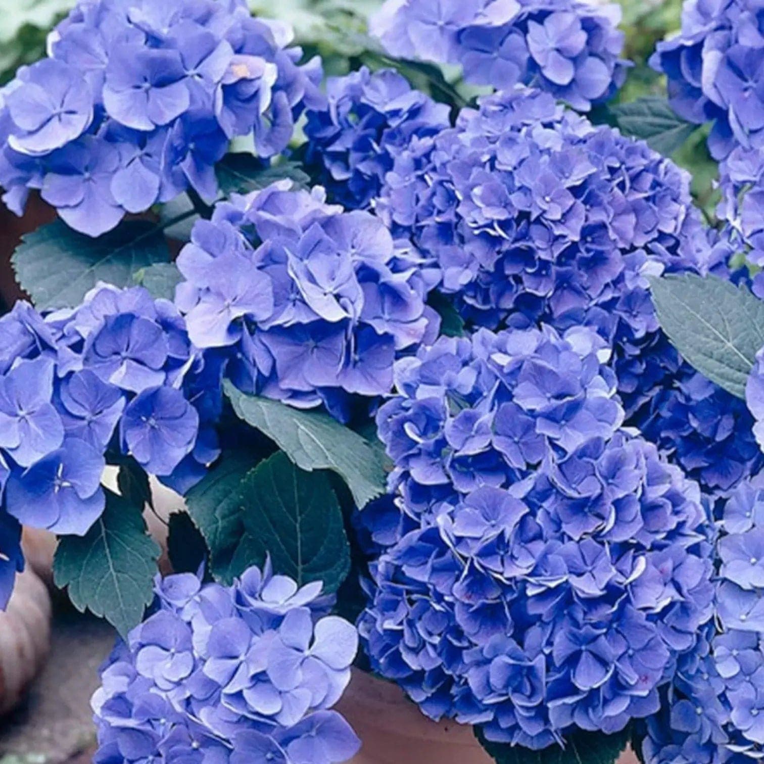 Hydrangea macrophylla 'Early Blue'